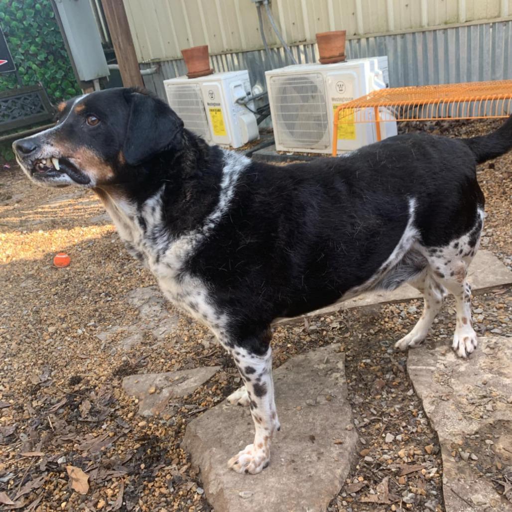 Gordy — thumbnail 2