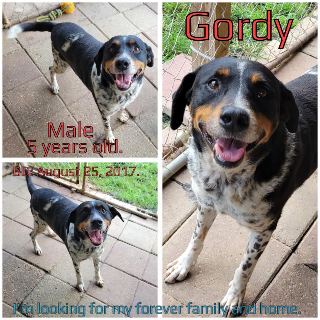 Gordy — thumbnail 3