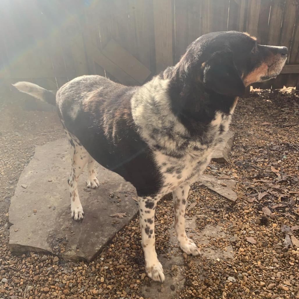 Gordy — thumbnail 4