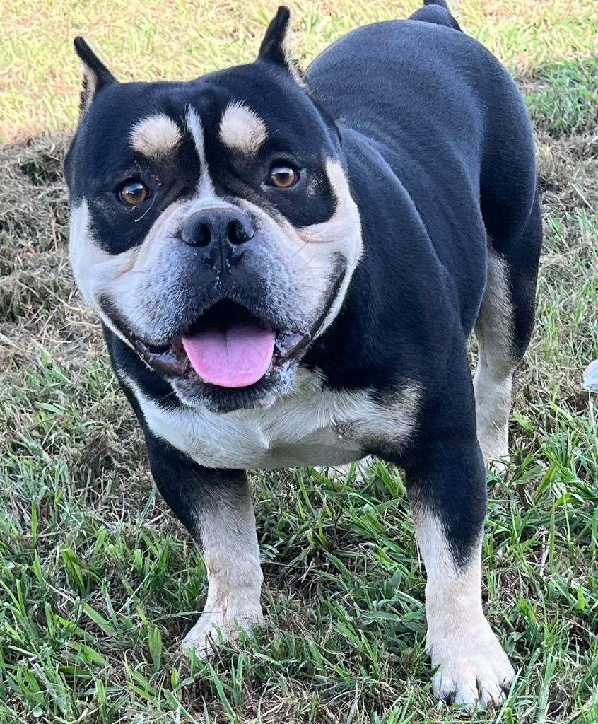 Enlarge Dozer, a Adoptable American Staffordshire Terrier in Farmersville, TX image 1/5