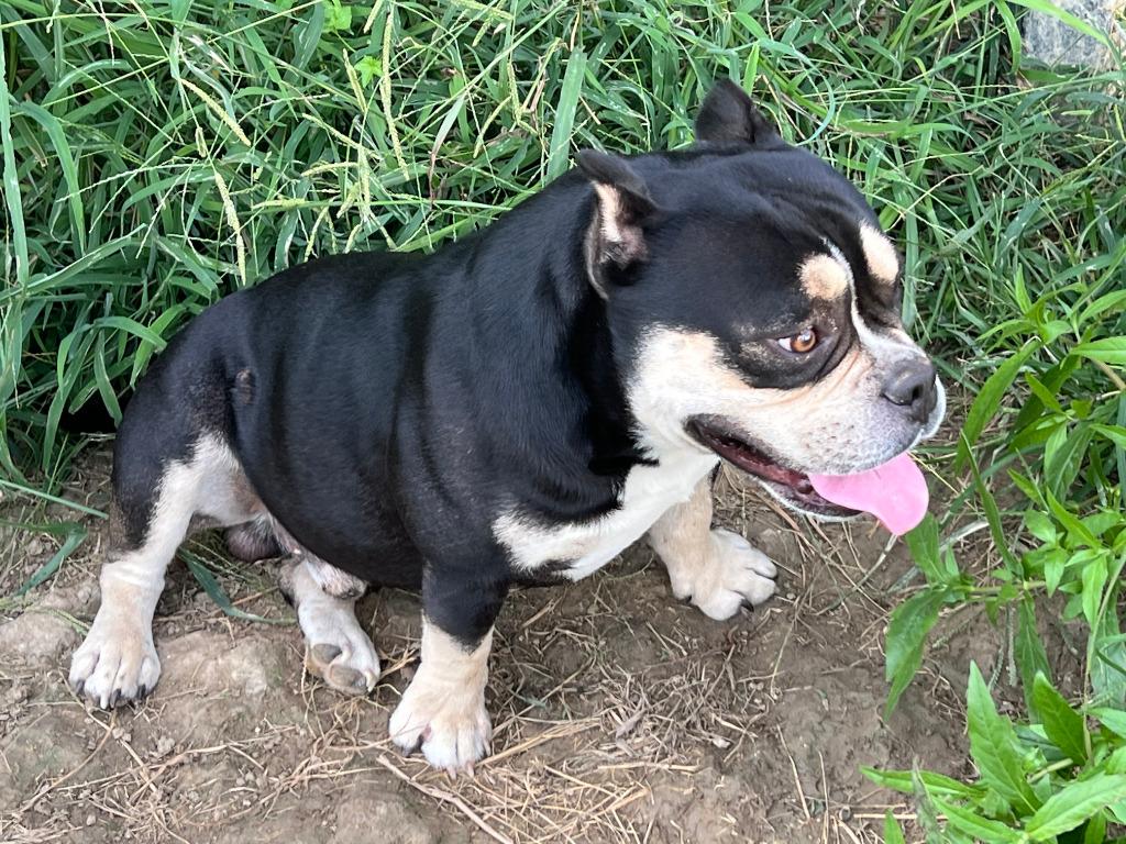 Enlarge Dozer, a Adoptable American Staffordshire Terrier in Farmersville, TX image 2/5