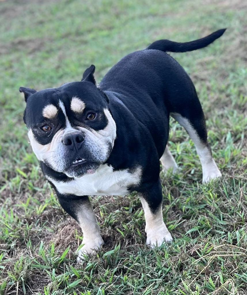 Enlarge Dozer, a Adoptable American Staffordshire Terrier in Farmersville, TX image 3/5