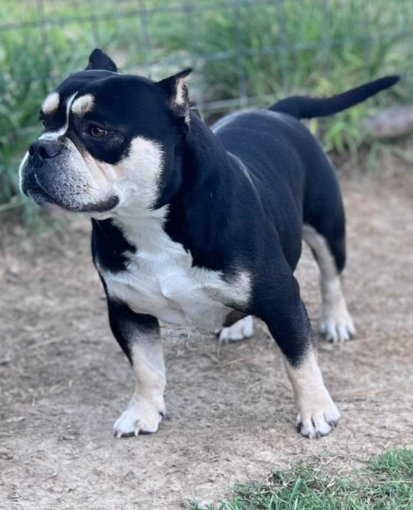 Enlarge Dozer, a Adoptable American Staffordshire Terrier in Farmersville, TX image 4/5
