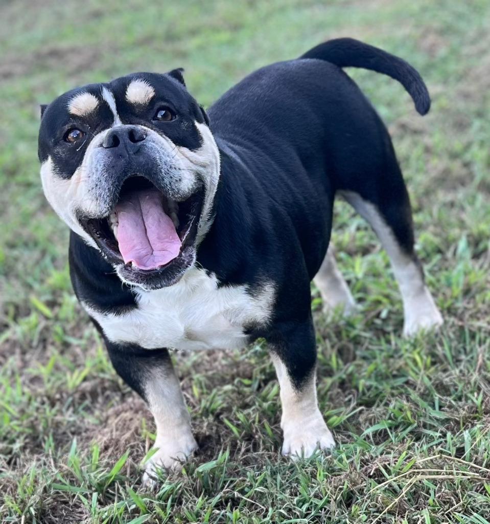 Enlarge Dozer, a Adoptable American Staffordshire Terrier in Farmersville, TX image 5/5