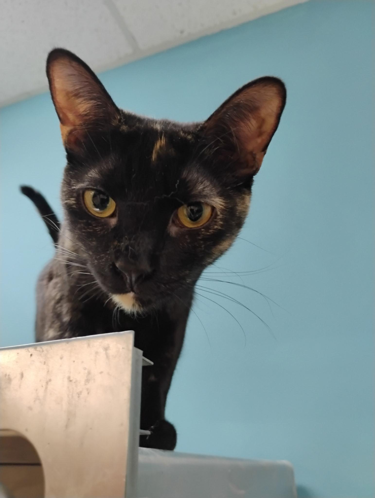 Enlarge Truffle (Bonded with sister Spec), a ADOPTABLE Domestic Short Hair in Clawson, MI image 1/3