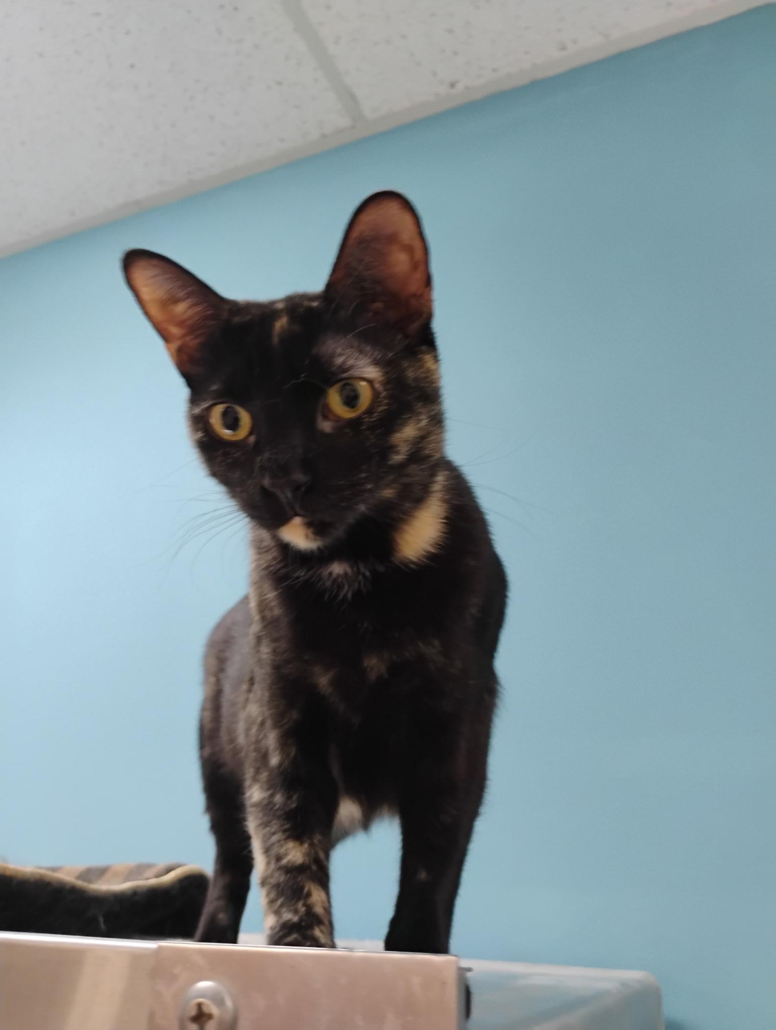 Enlarge Truffle (Bonded with sister Spec), a ADOPTABLE Domestic Short Hair in Clawson, MI image 2/3