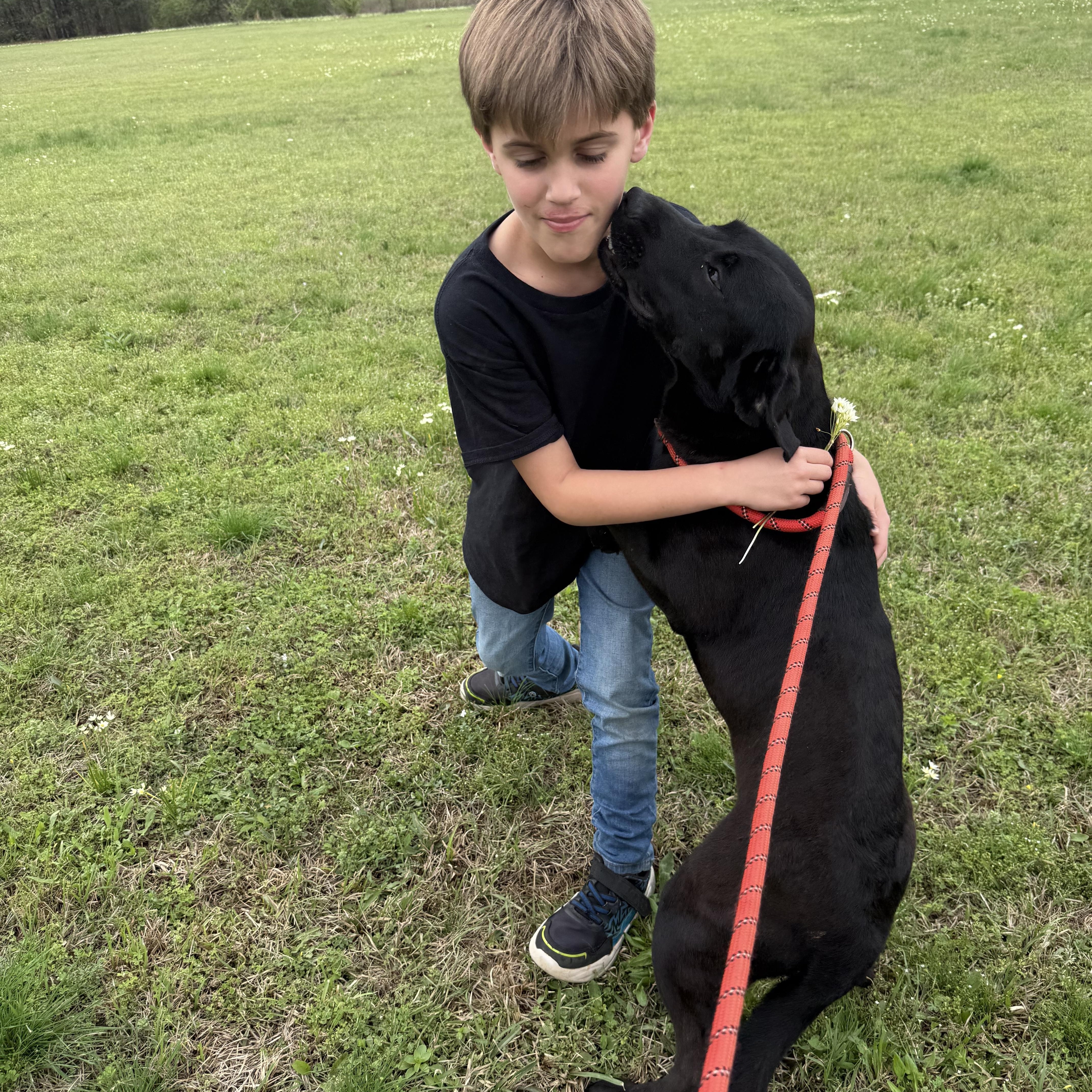 Enlarge Iago, a Adoptable mixed breed in Fredericksburg, VA image 3/4