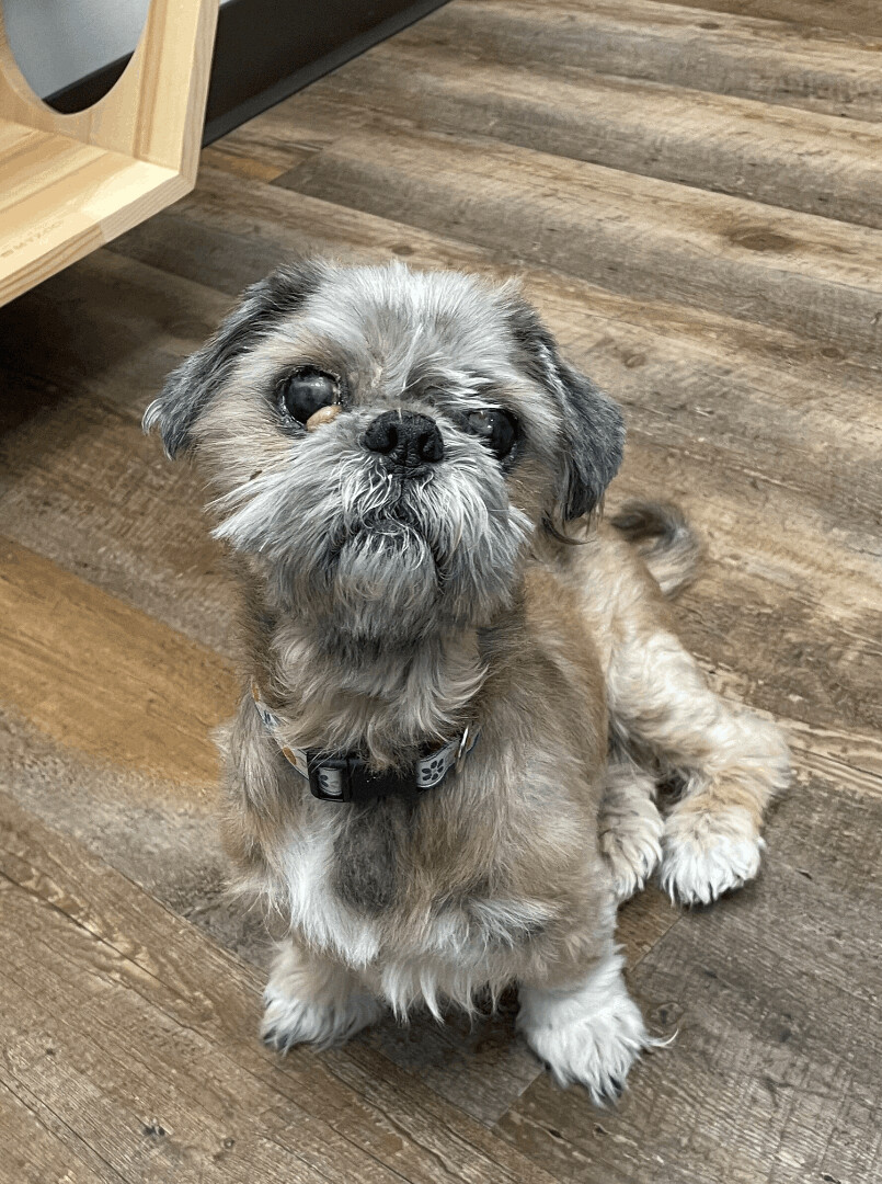 Chaz, Adopted, Senior Male Shih Tzu.