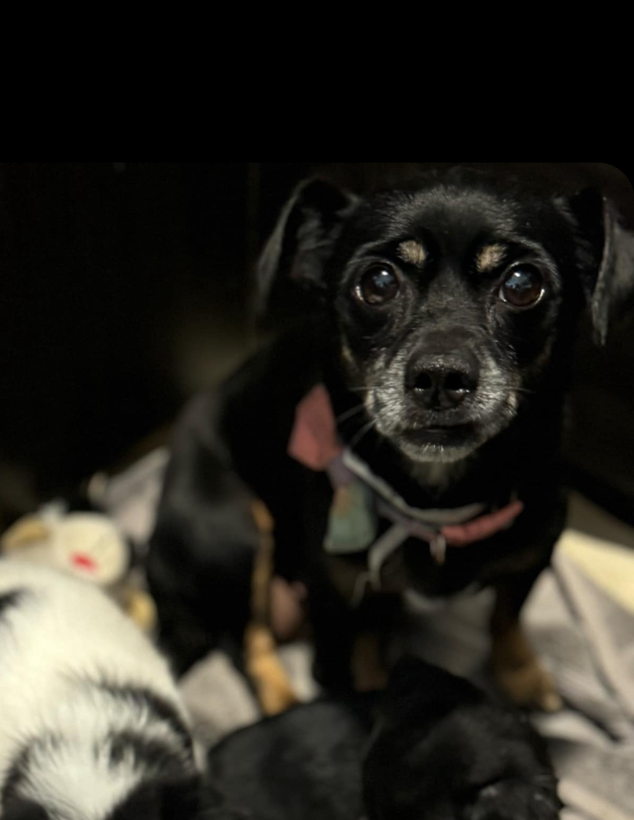 Enlarge Monica, a Adoptable mixed breed in Los Angeles, CA image 1/5