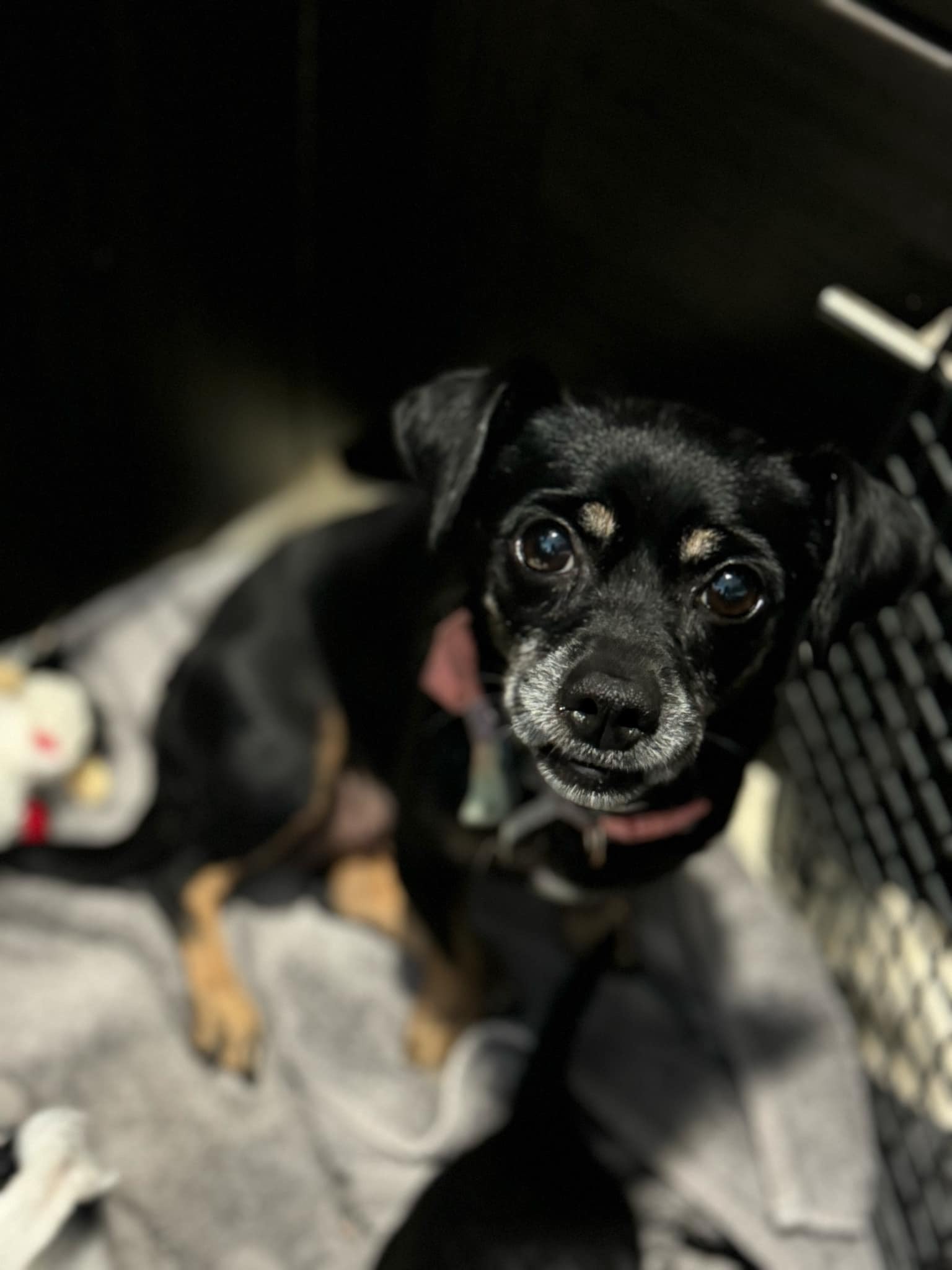 Monica, Adoptable, Adult Female Jack Russell Terrier.