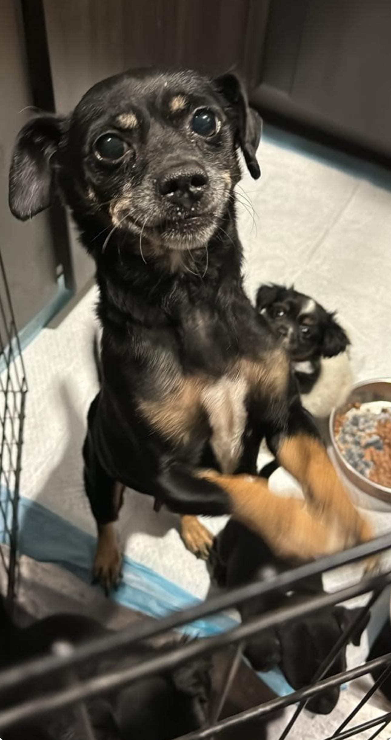 Enlarge Monica, a Adoptable mixed breed in Los Angeles, CA image 3/5