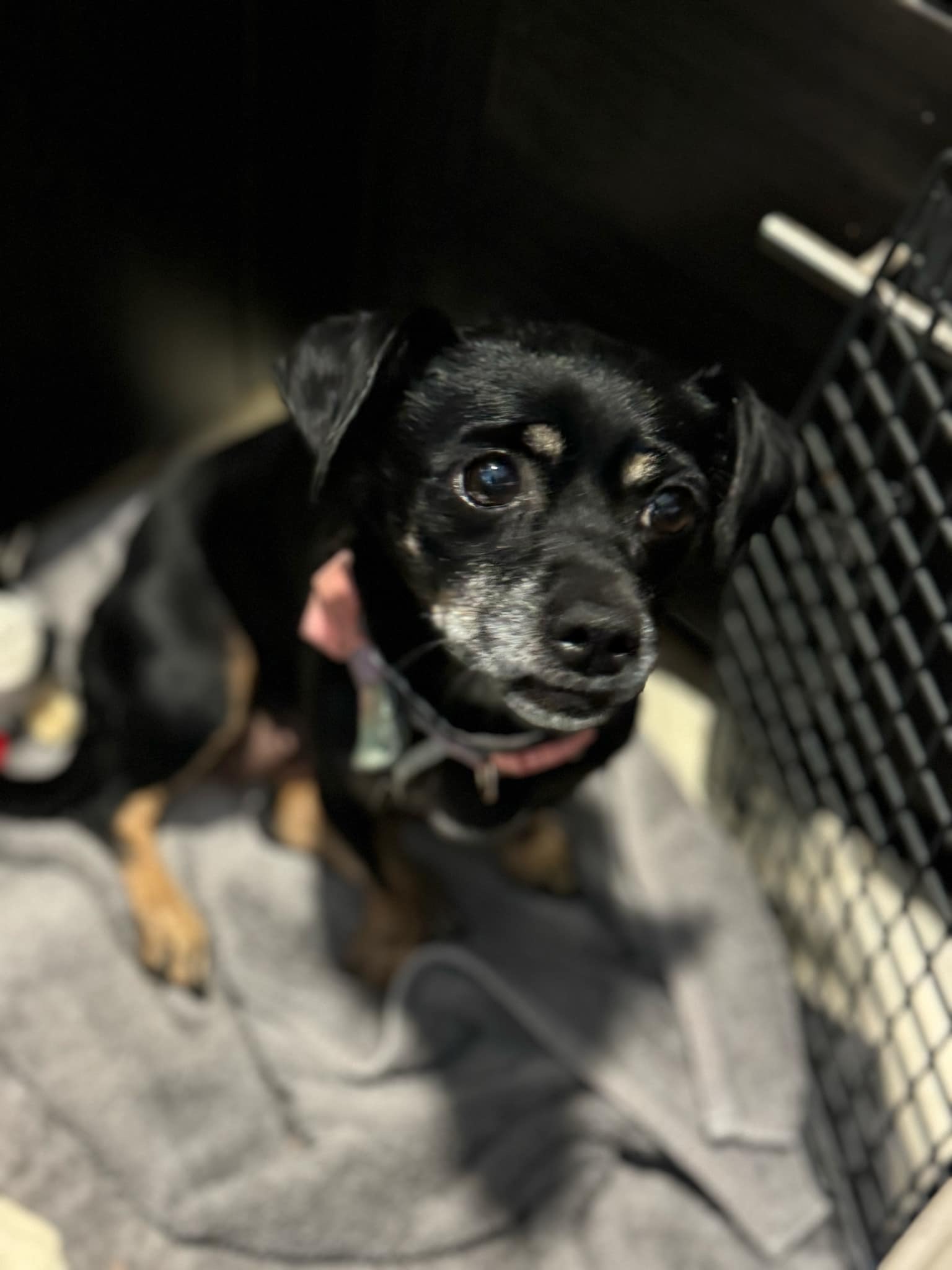 Enlarge Monica, a Adoptable mixed breed in Los Angeles, CA image 4/5