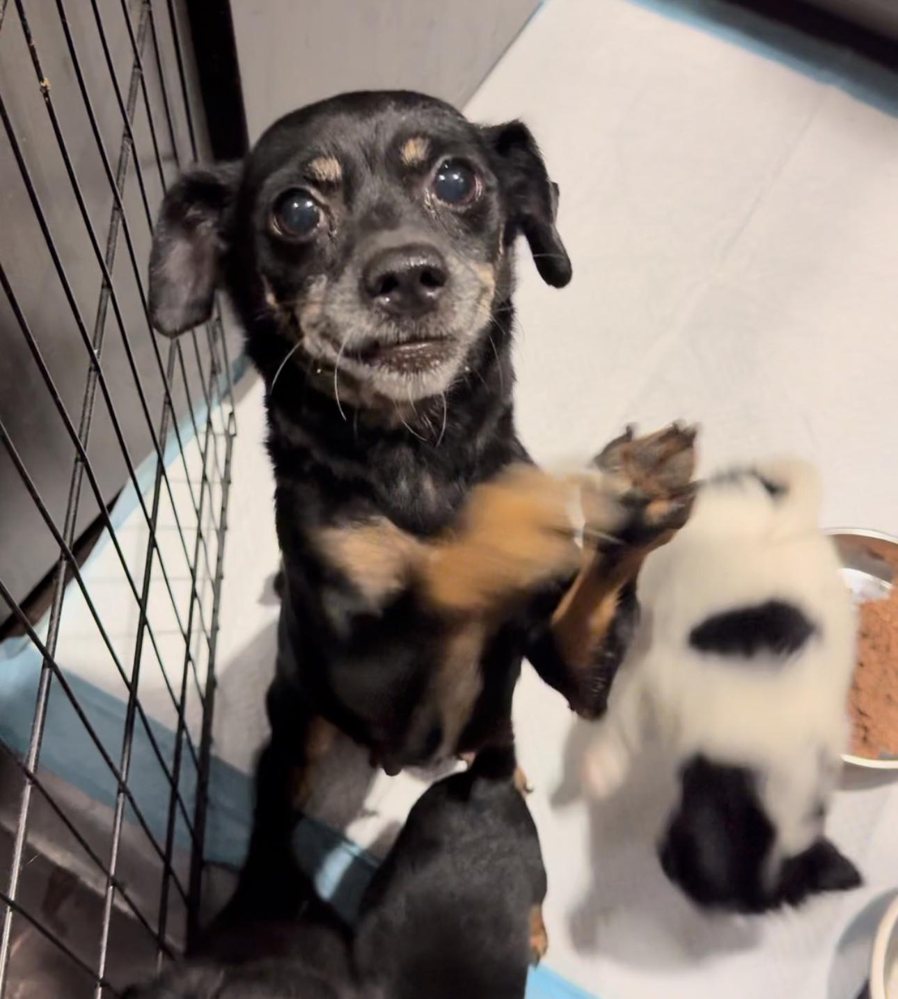 Enlarge Monica, a Adoptable mixed breed in Los Angeles, CA image 5/5