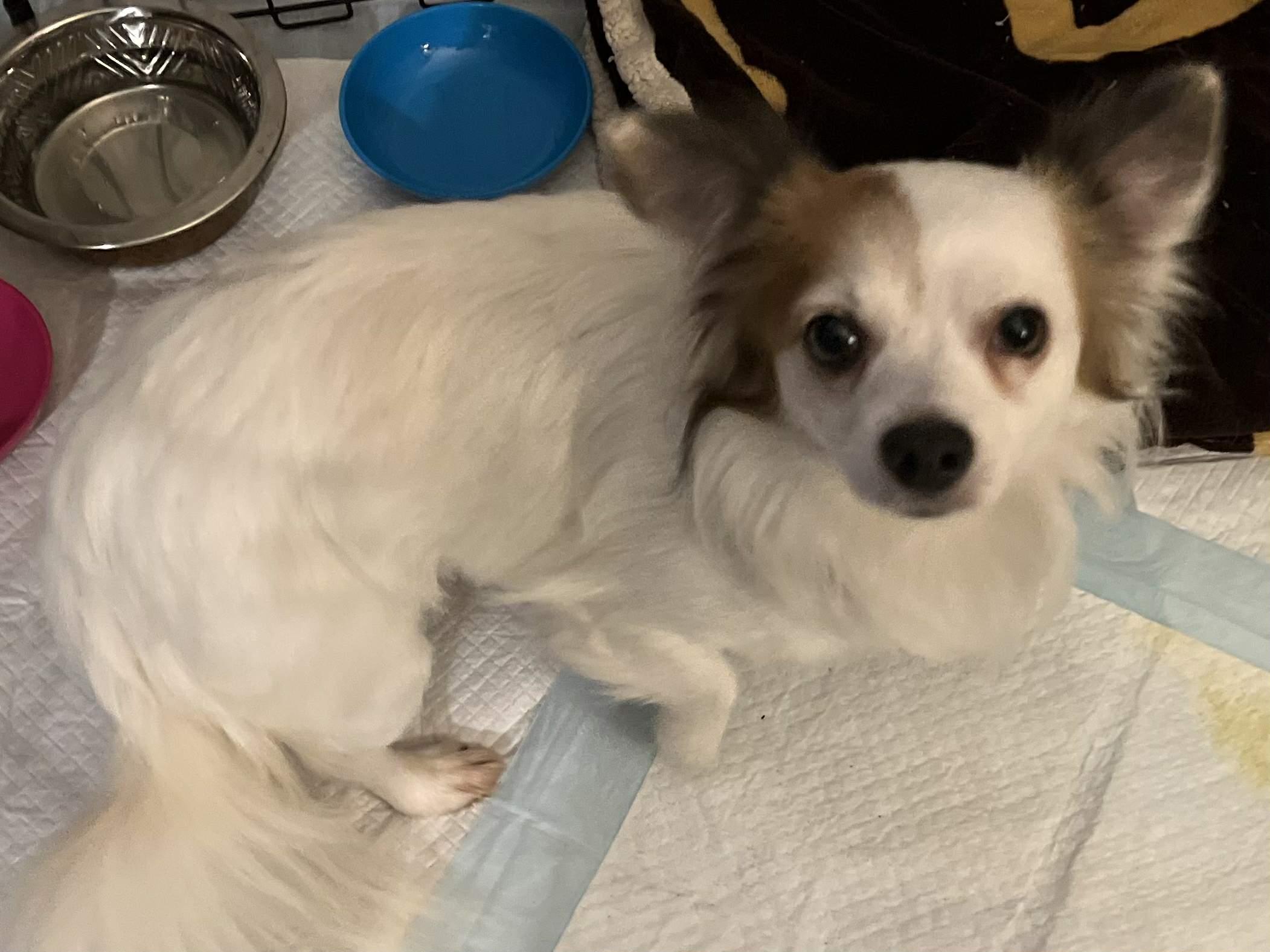 Enlarge Pretty Boy , a Adoptable mixed breed in Elkhorn, WI image 3/4