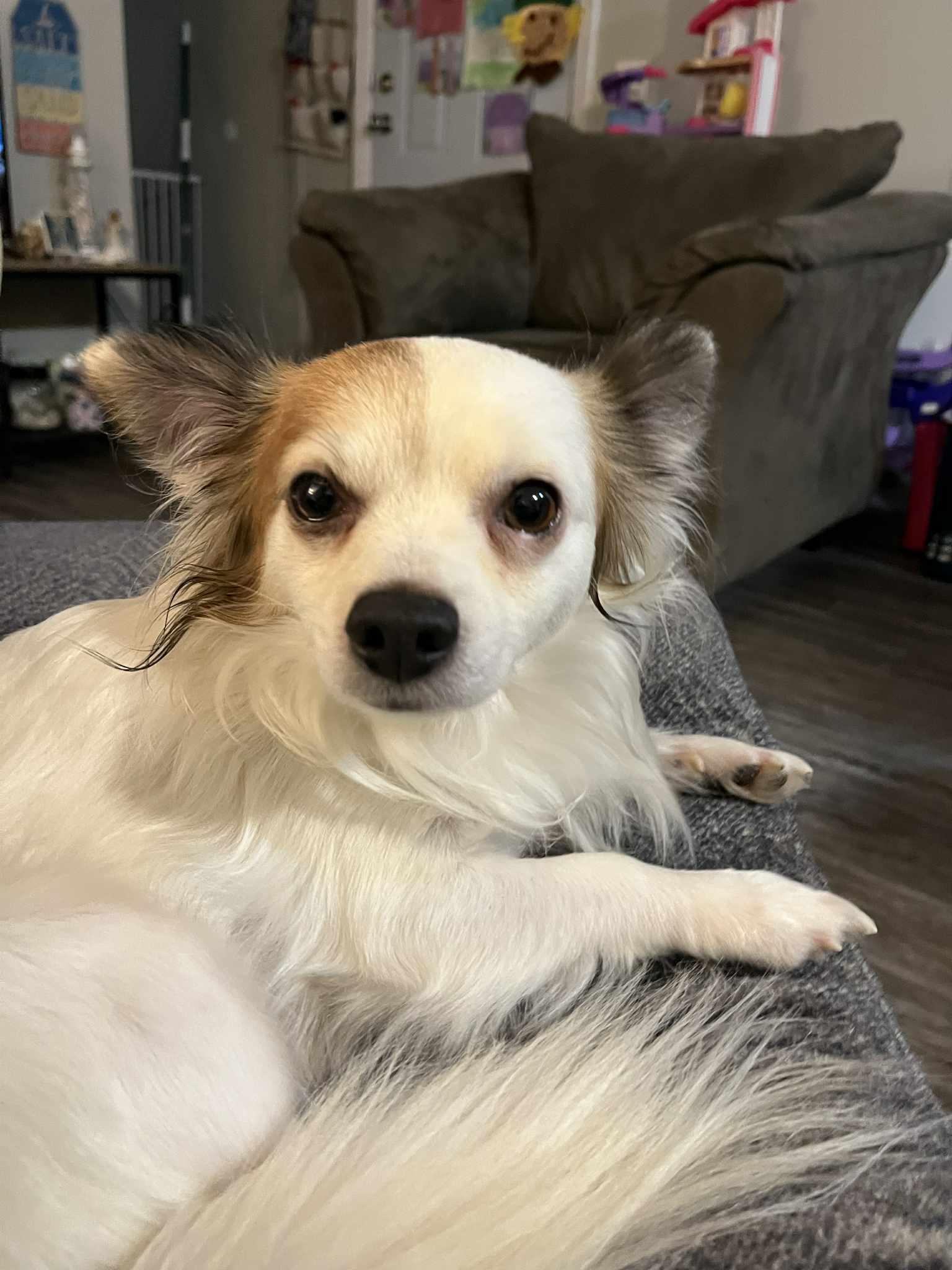 Pretty Boy , Adoptable, Adult Male Papillon.