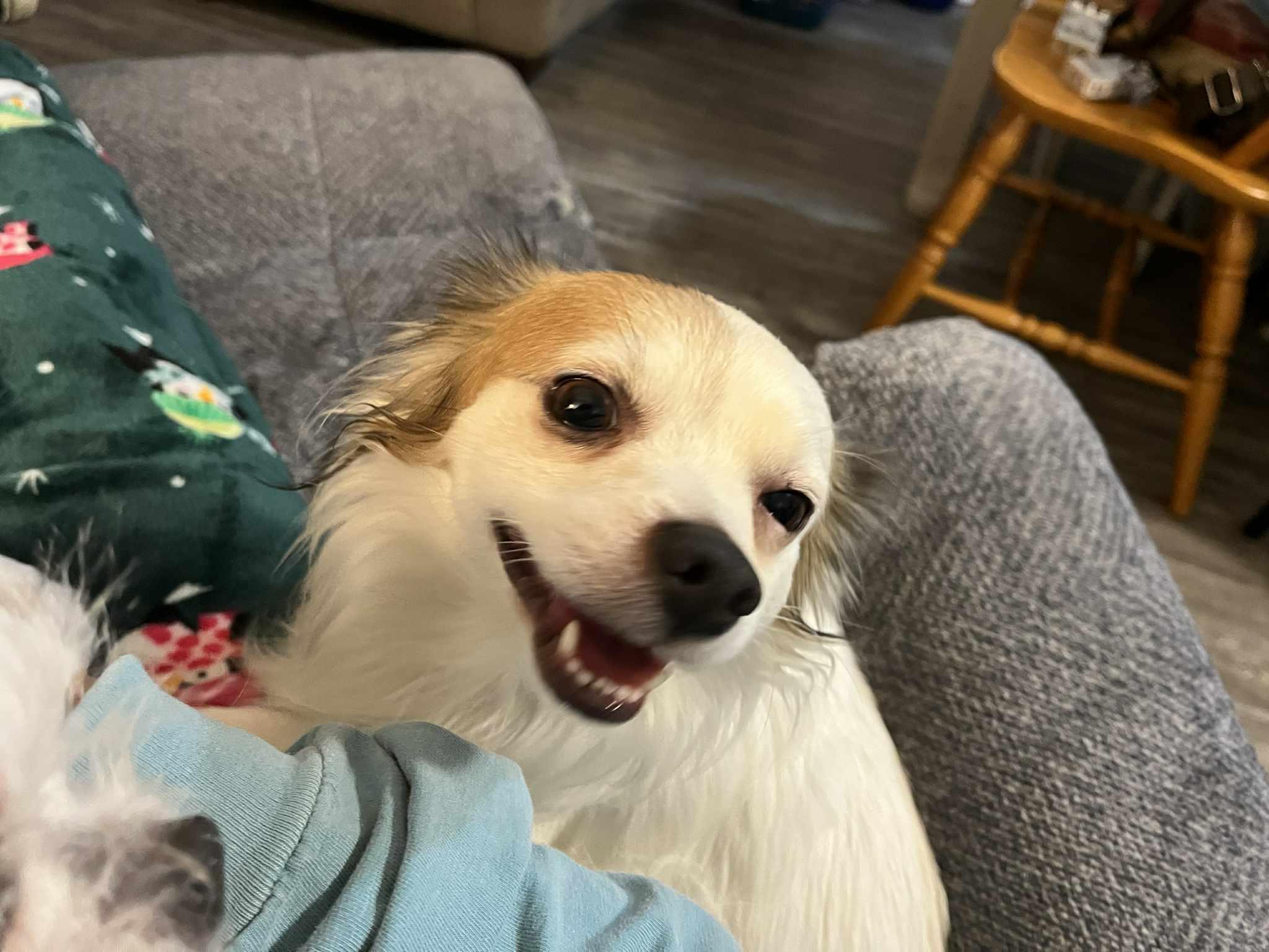 Enlarge Pretty Boy , a Adoptable mixed breed in Elkhorn, WI image 4/4