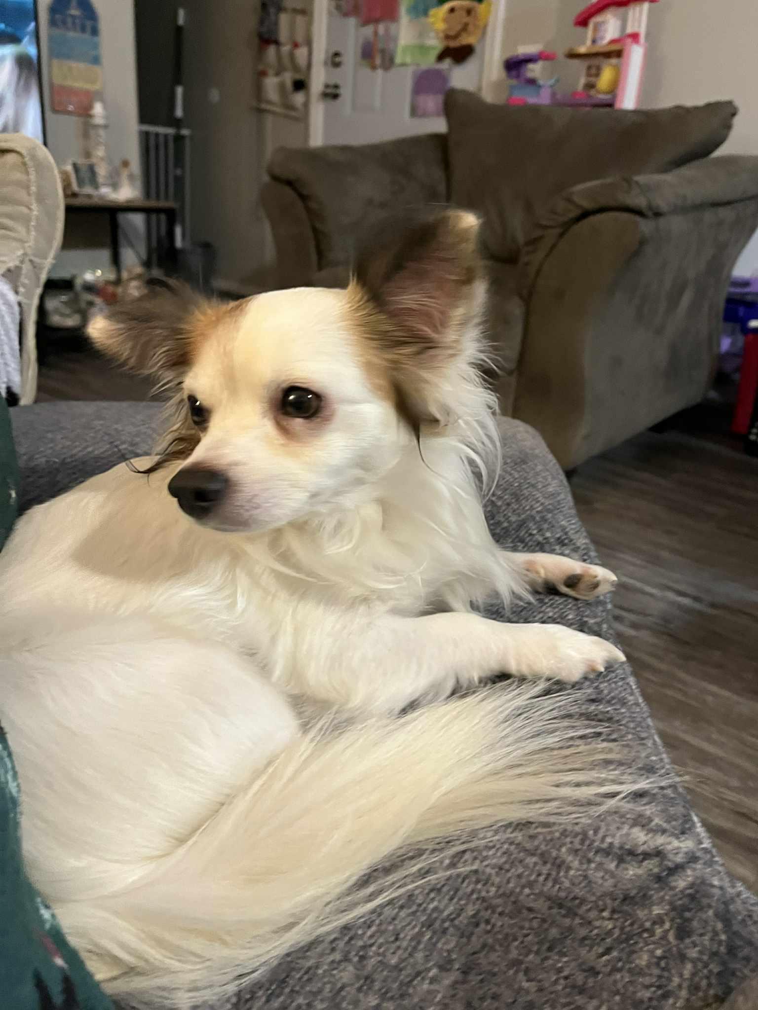 Enlarge Pretty Boy , a Adoptable mixed breed in Elkhorn, WI image 2/4