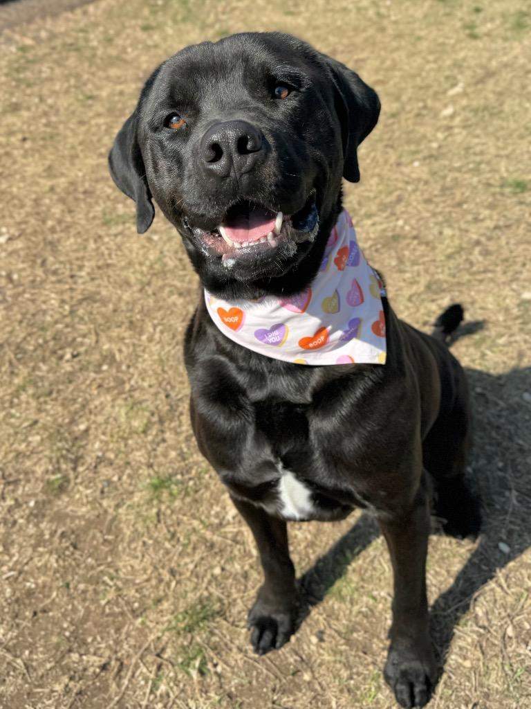 Sparrow, Adoptable, Adult Male Mastiff & Rottweiler.