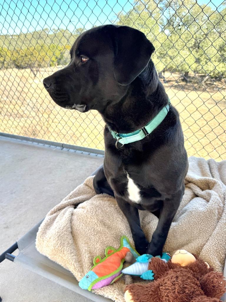 Sparrow, a Adoptable mixed breed in Canyon Lake, TX image 2/5