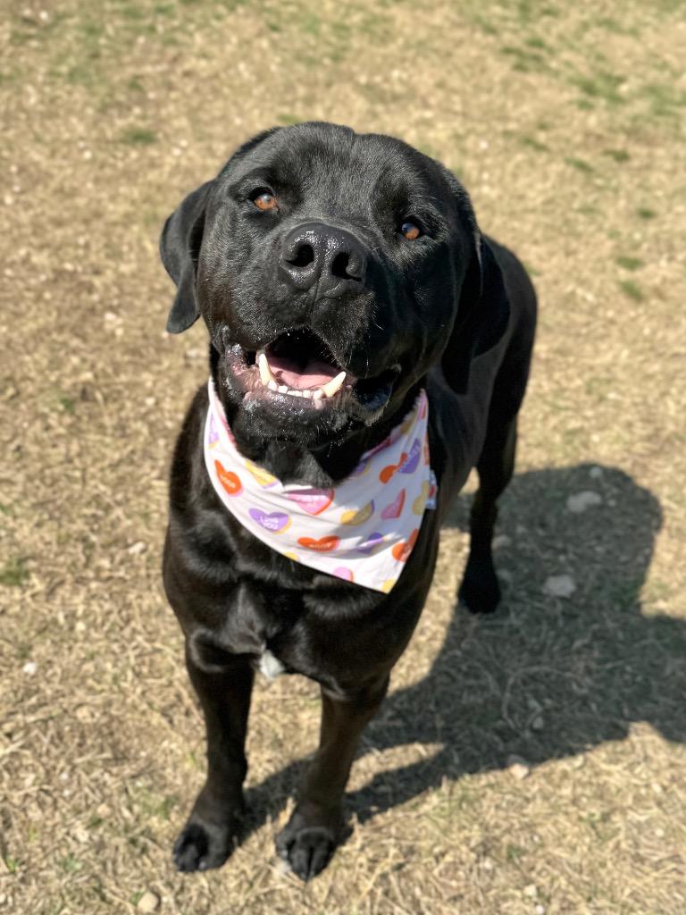 Sparrow, a Adoptable mixed breed in Canyon Lake, TX image 3/5