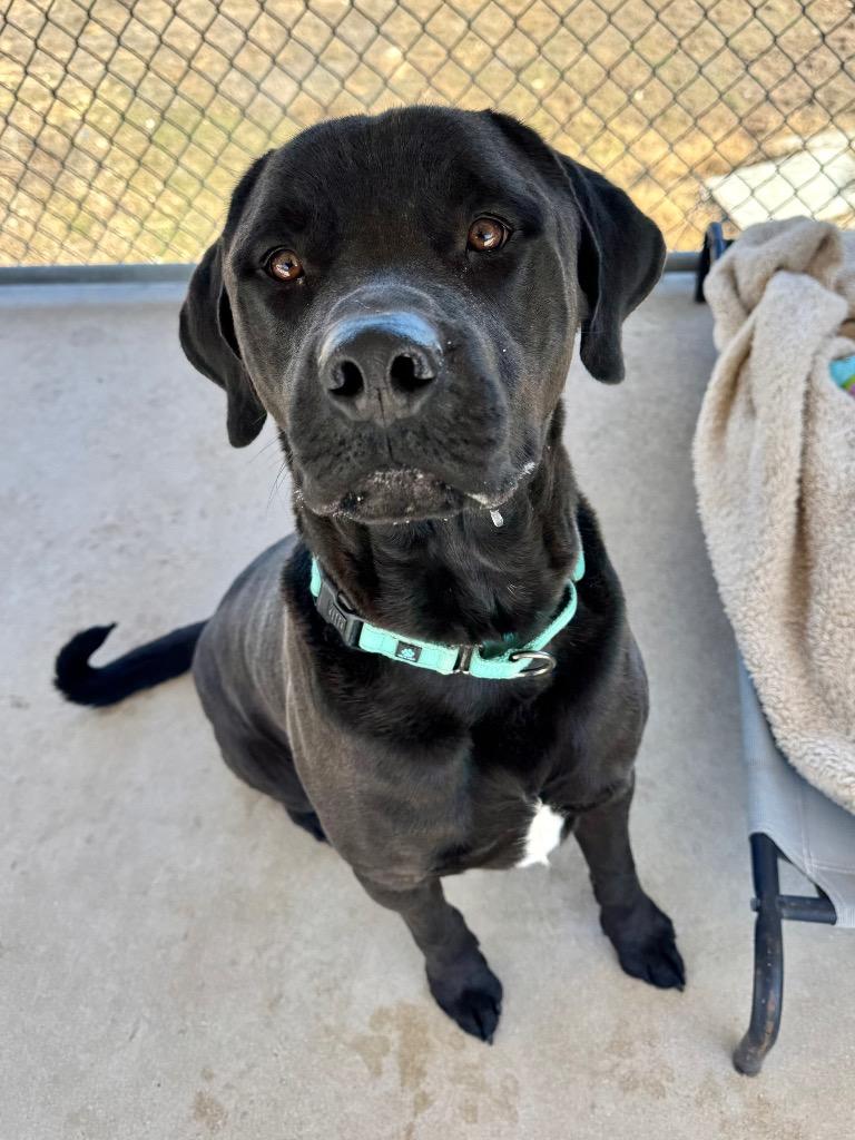 Sparrow, a Adoptable mixed breed in Canyon Lake, TX image 5/5