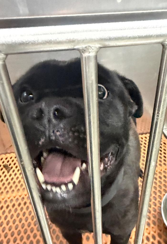 Enlarge Randy, a Adoptable Mixed Breed in Henderson, NC image 1/1