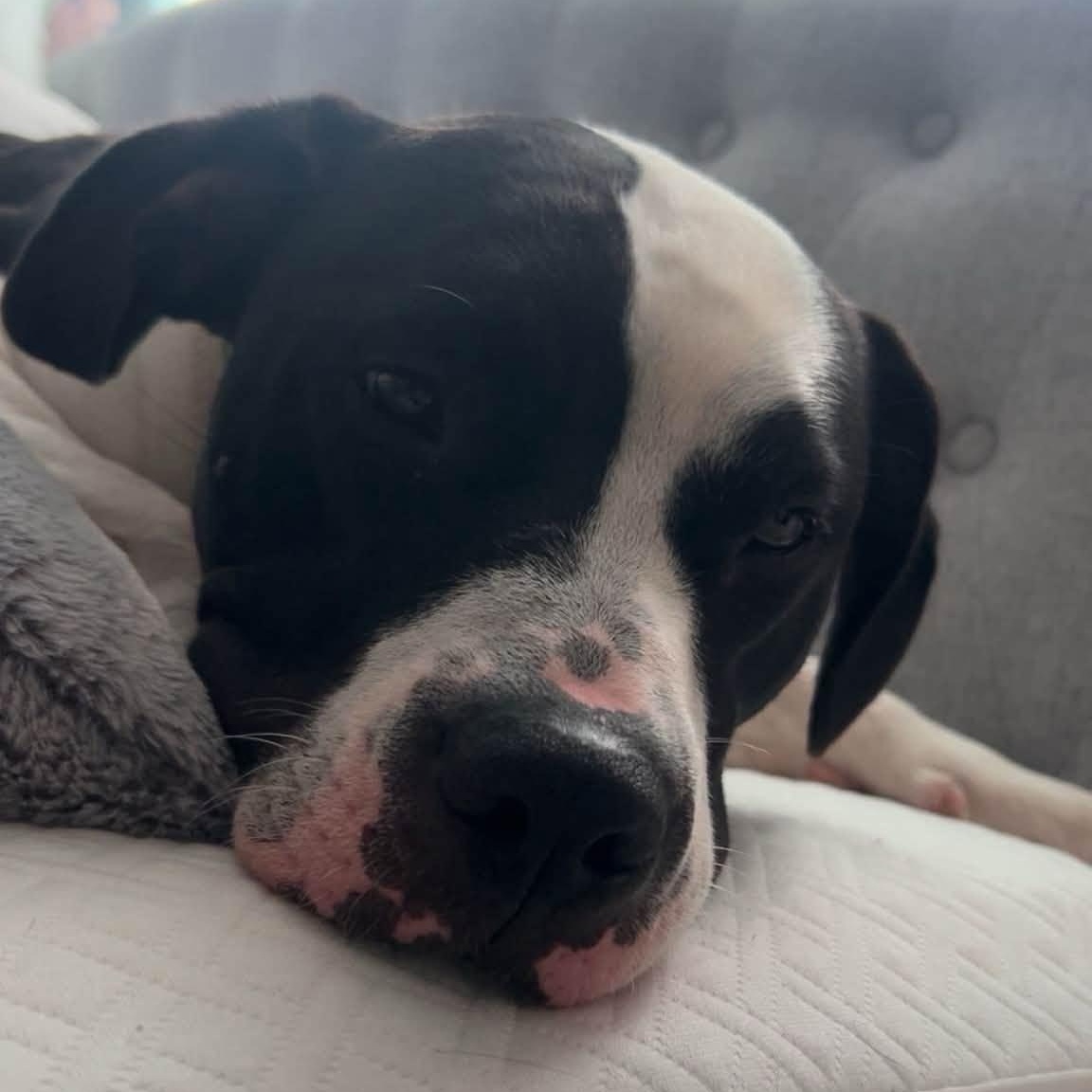 Revel, Adoptable, Adult Female Pit Bull Terrier.