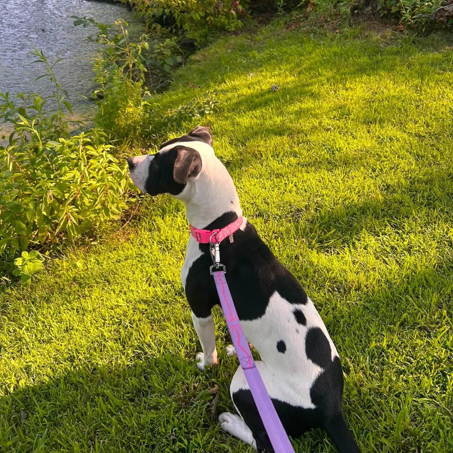 Enlarge Revel, a Adoptable mixed breed in Chelmsford, MA image 5/6