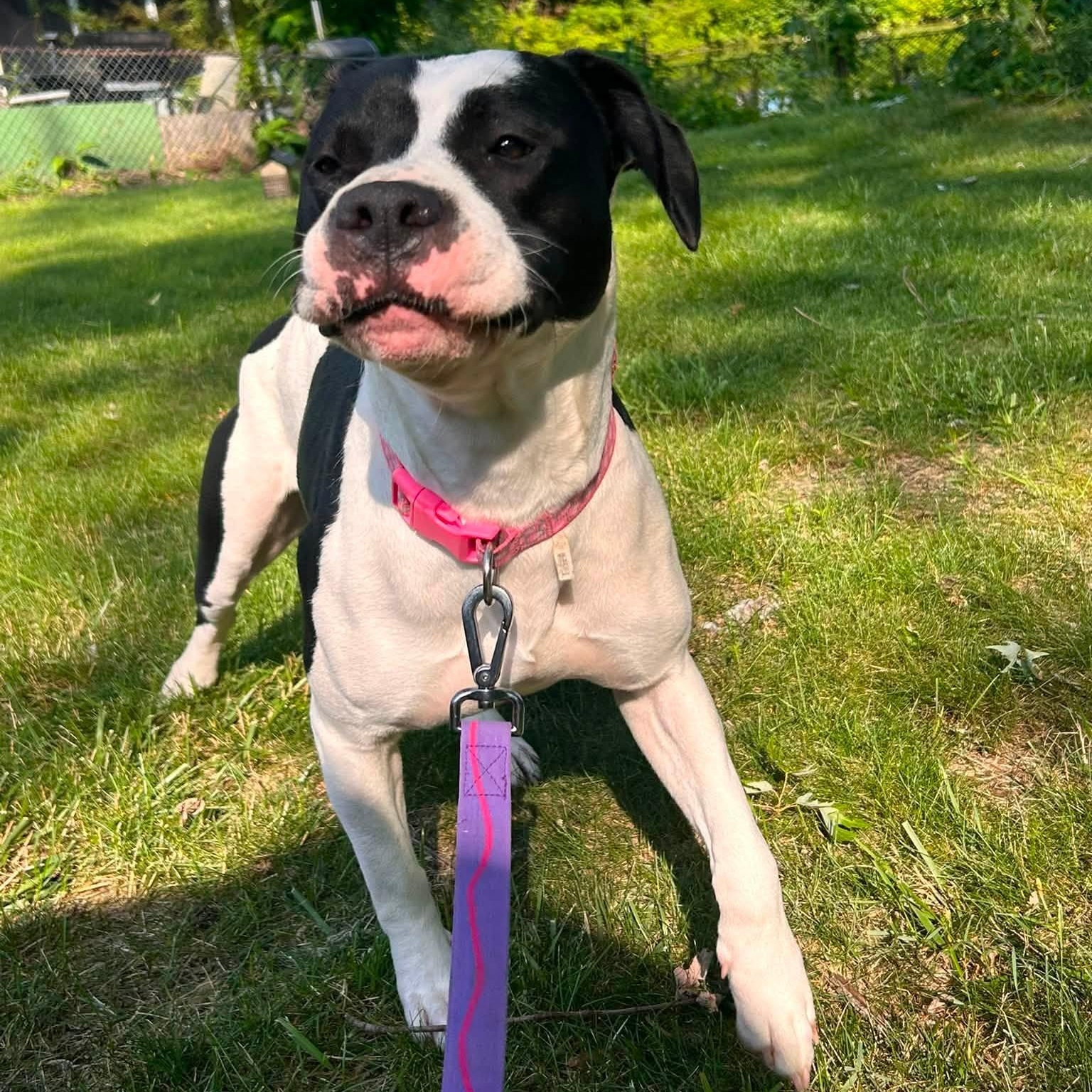 Enlarge Revel, a Adoptable mixed breed in Chelmsford, MA image 4/6