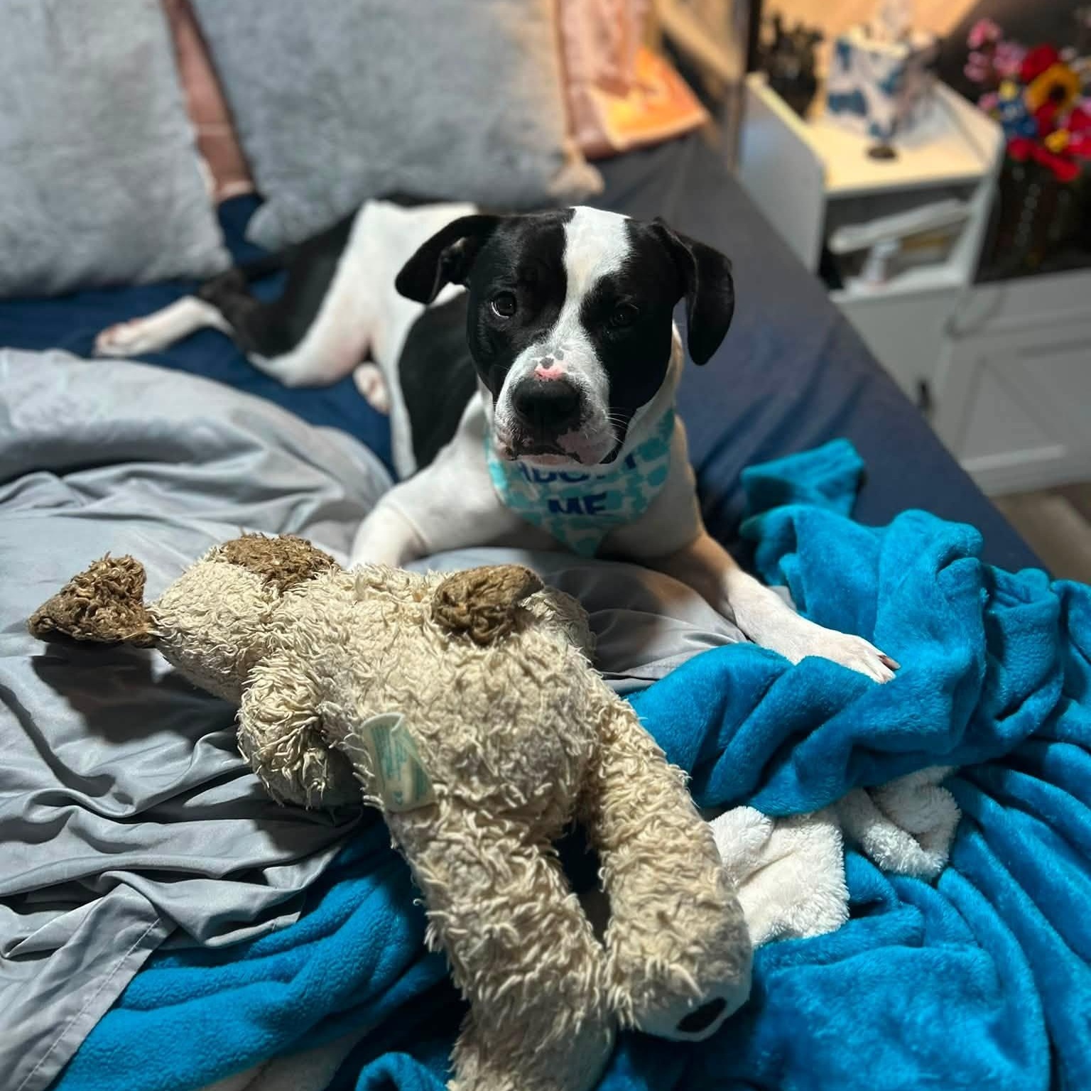 Enlarge Revel, a Adoptable mixed breed in Chelmsford, MA image 6/6