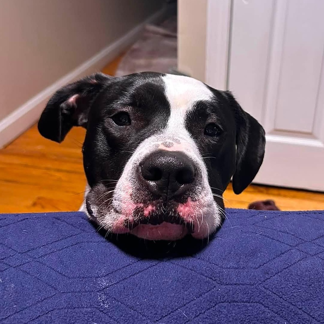 Enlarge Revel, a Adoptable mixed breed in Chelmsford, MA image 2/6