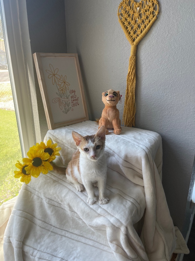 Enlarge Nala , a Adopted mixed breed in Elk Grove, CA image 2/10