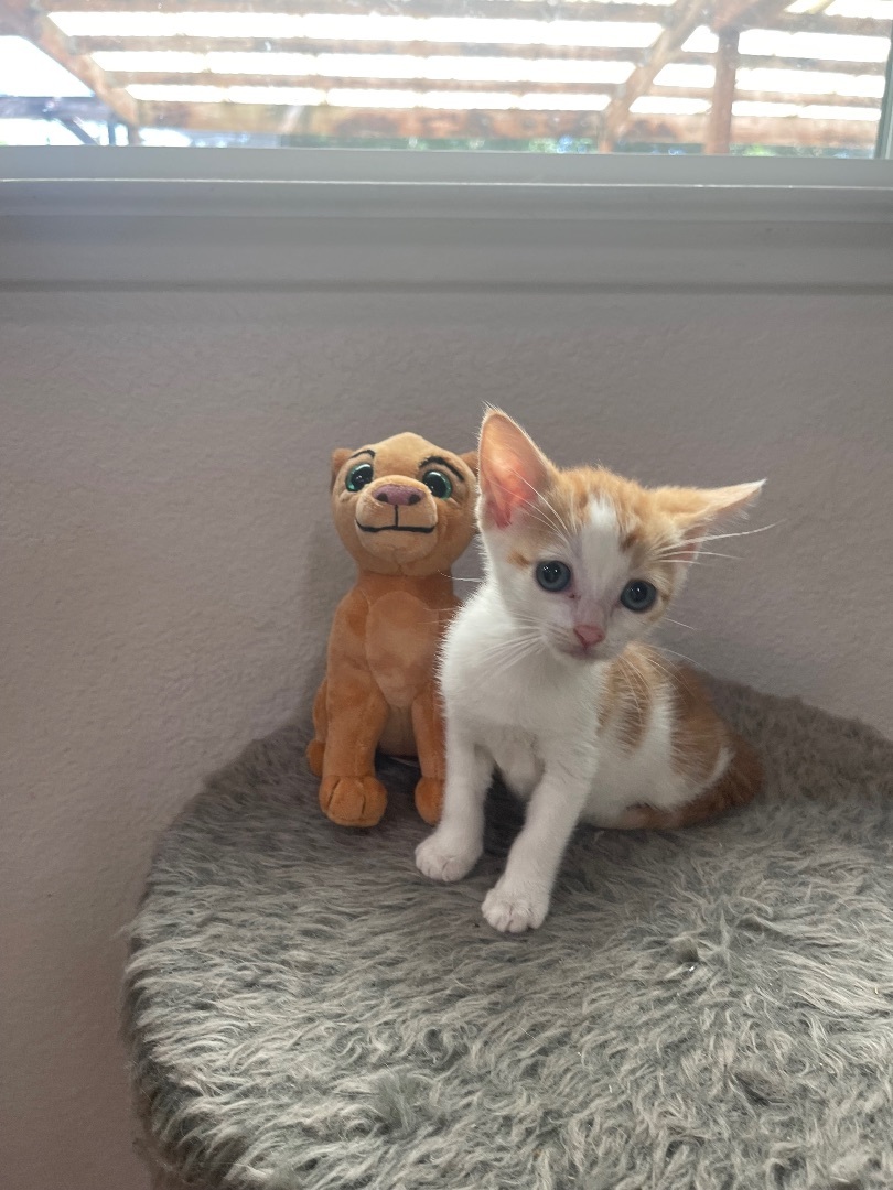 Enlarge Nala , a Adopted mixed breed in Elk Grove, CA image 3/10