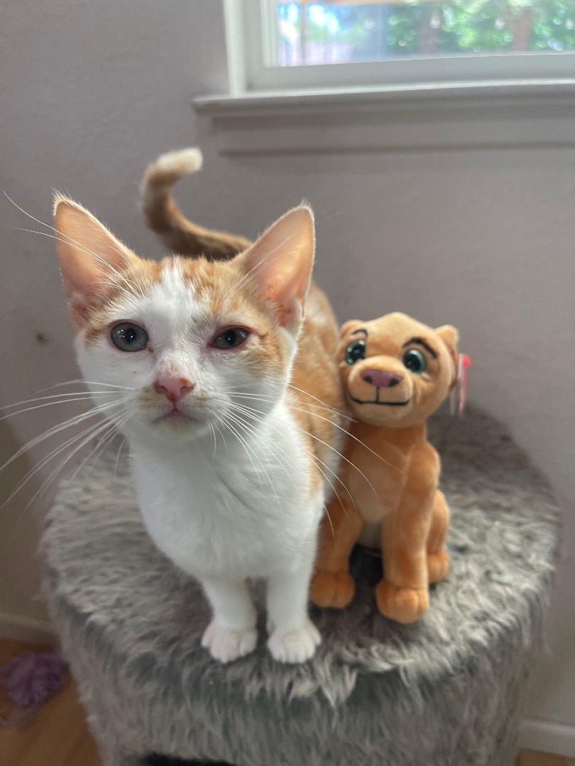 Enlarge Nala , a Adopted mixed breed in Elk Grove, CA image 4/10