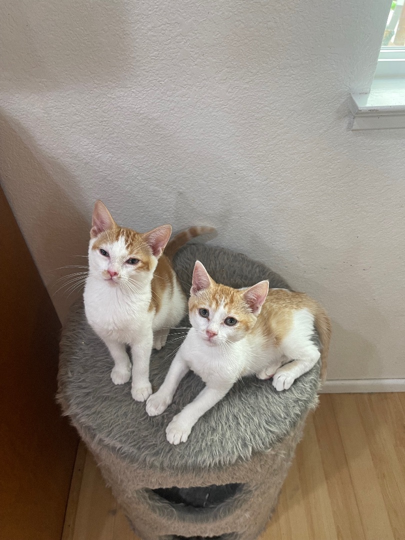 Enlarge Nala , a Adopted mixed breed in Elk Grove, CA image 5/10