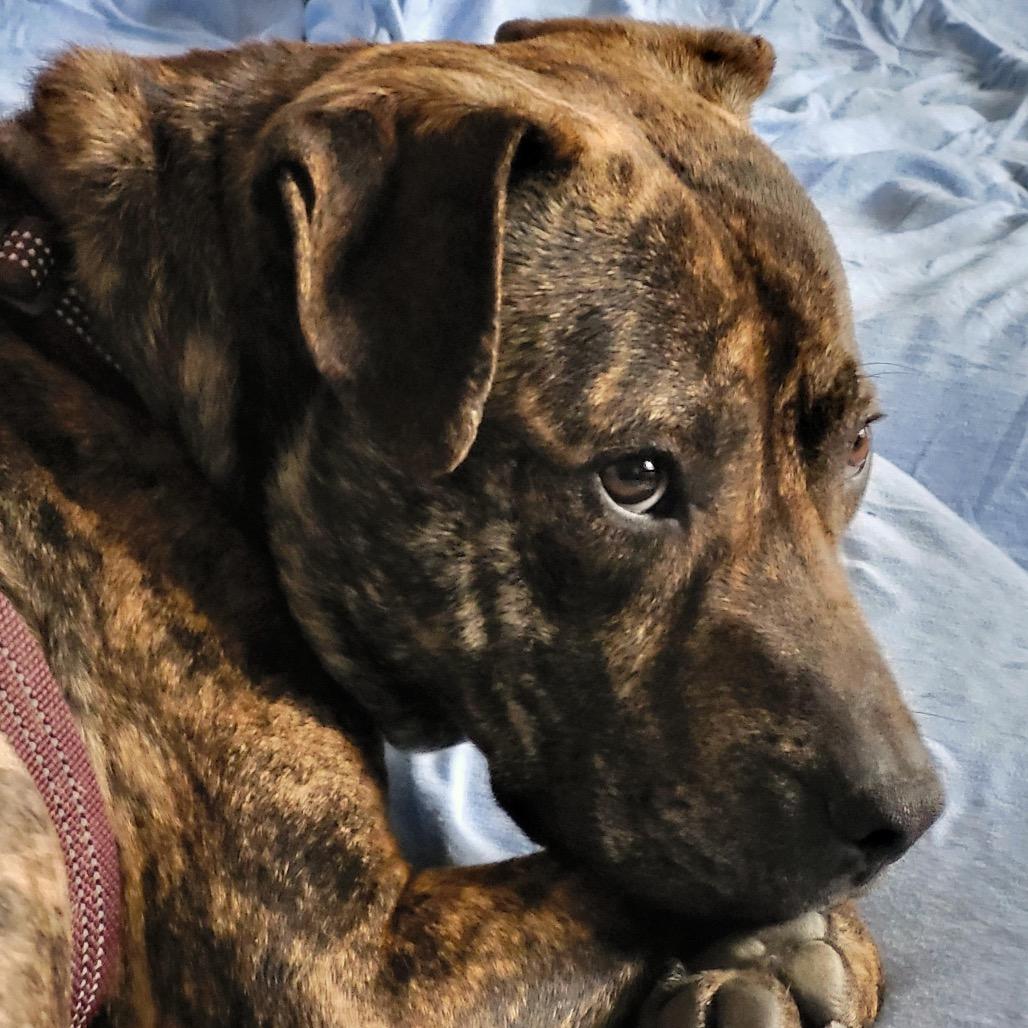 Felix — thumbnail 3