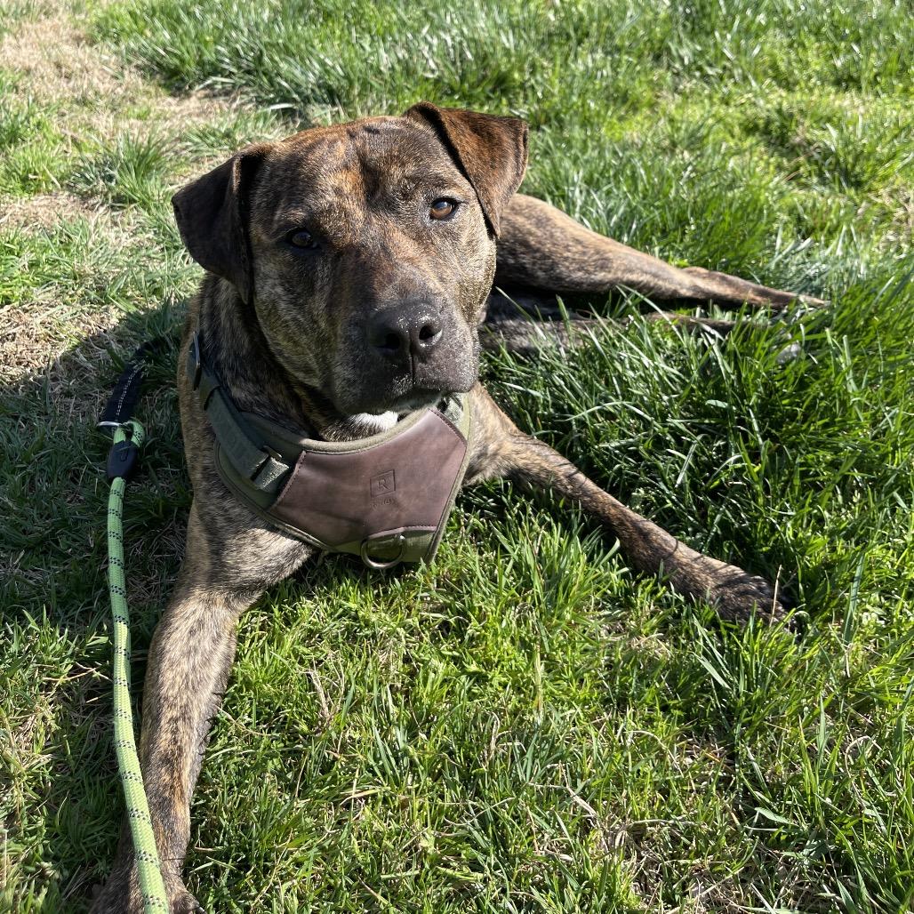 Felix — thumbnail 4