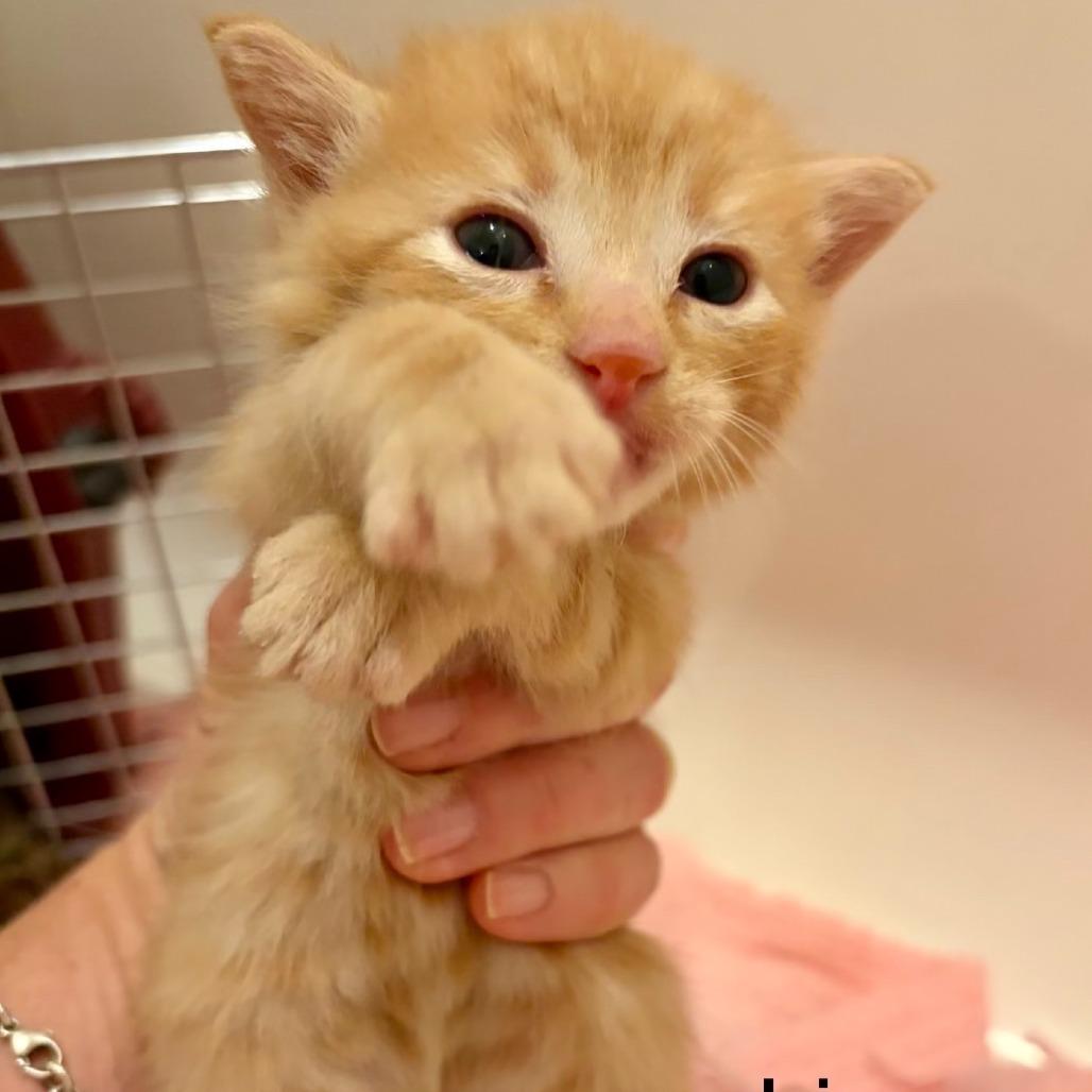 N - Iris, Adoptable, Kitten Male Domestic Short Hair.