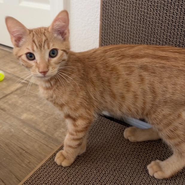 N - Iris, a Adoptable Domestic Short Hair in Arizona City, AZ image 2/2