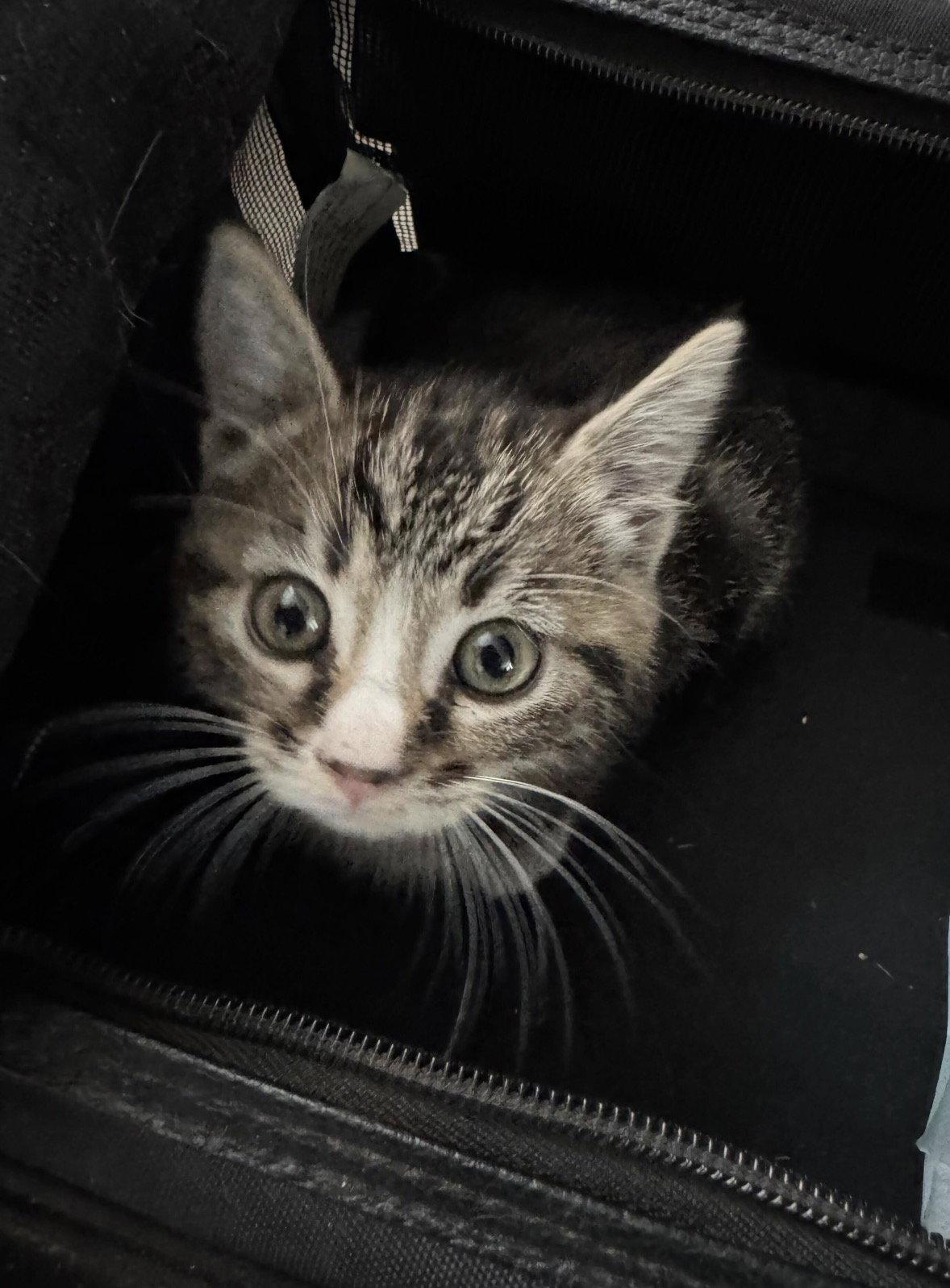 Stiorra, Adoptable, Young Female Domestic Short Hair.