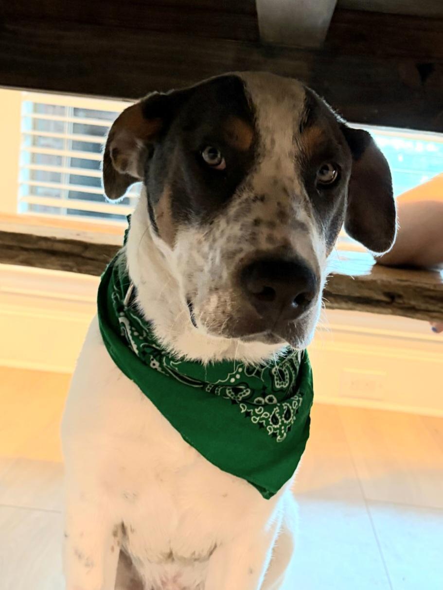 Enlarge Trux, a ADOPTABLE mixed breed in Terrell, TX image 1/4