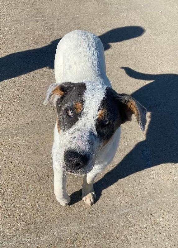 Enlarge Trux, a ADOPTABLE mixed breed in Terrell, TX image 3/4