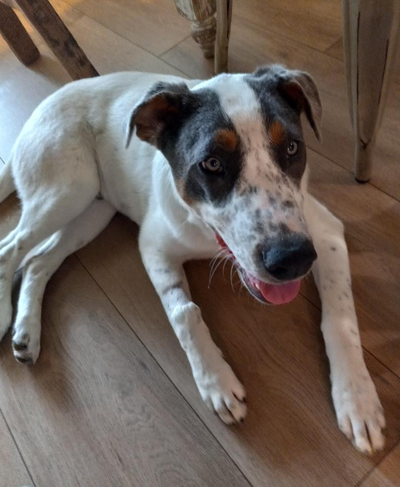 Enlarge Trux, a ADOPTABLE mixed breed in Terrell, TX image 2/4