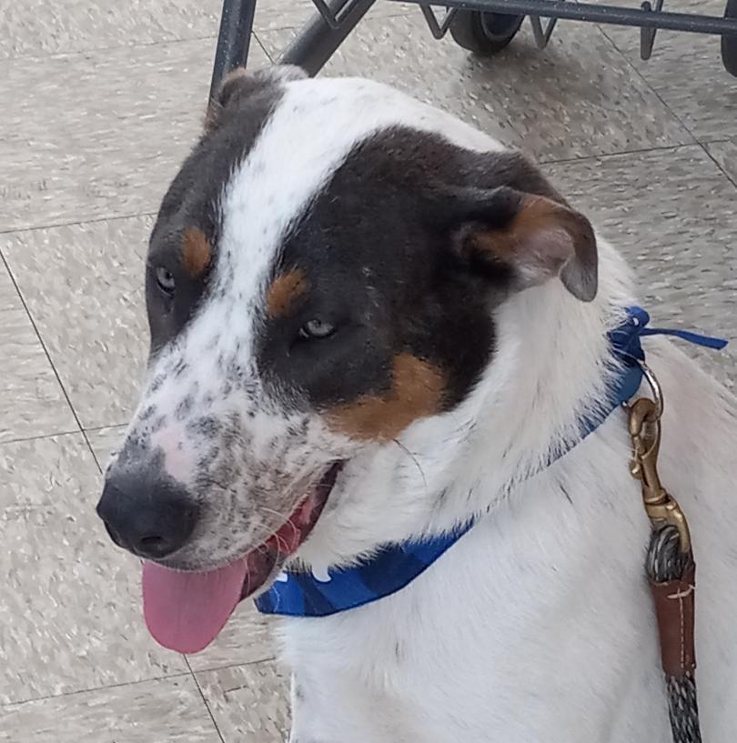 Trux, a ADOPTABLE mixed breed in Terrell, TX image 3/5