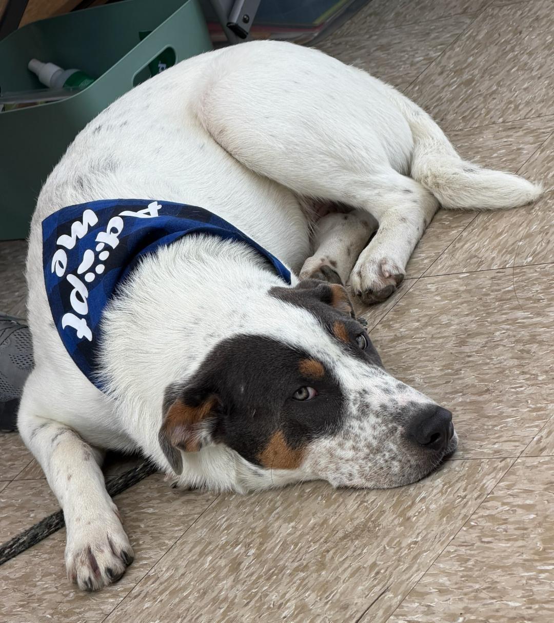 Trux, ADOPTABLE, Young Male Australian Cattle Dog / Blue Heeler & Catahoula Leopard Dog.