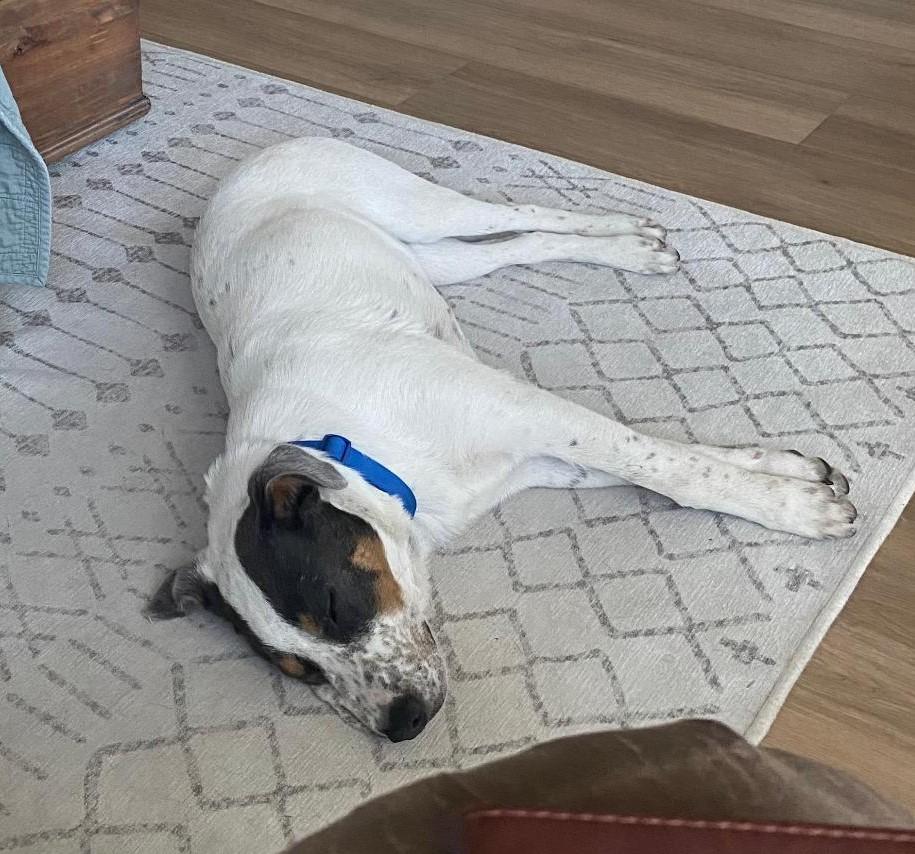 Enlarge Trux, a ADOPTABLE mixed breed in Terrell, TX image 4/4