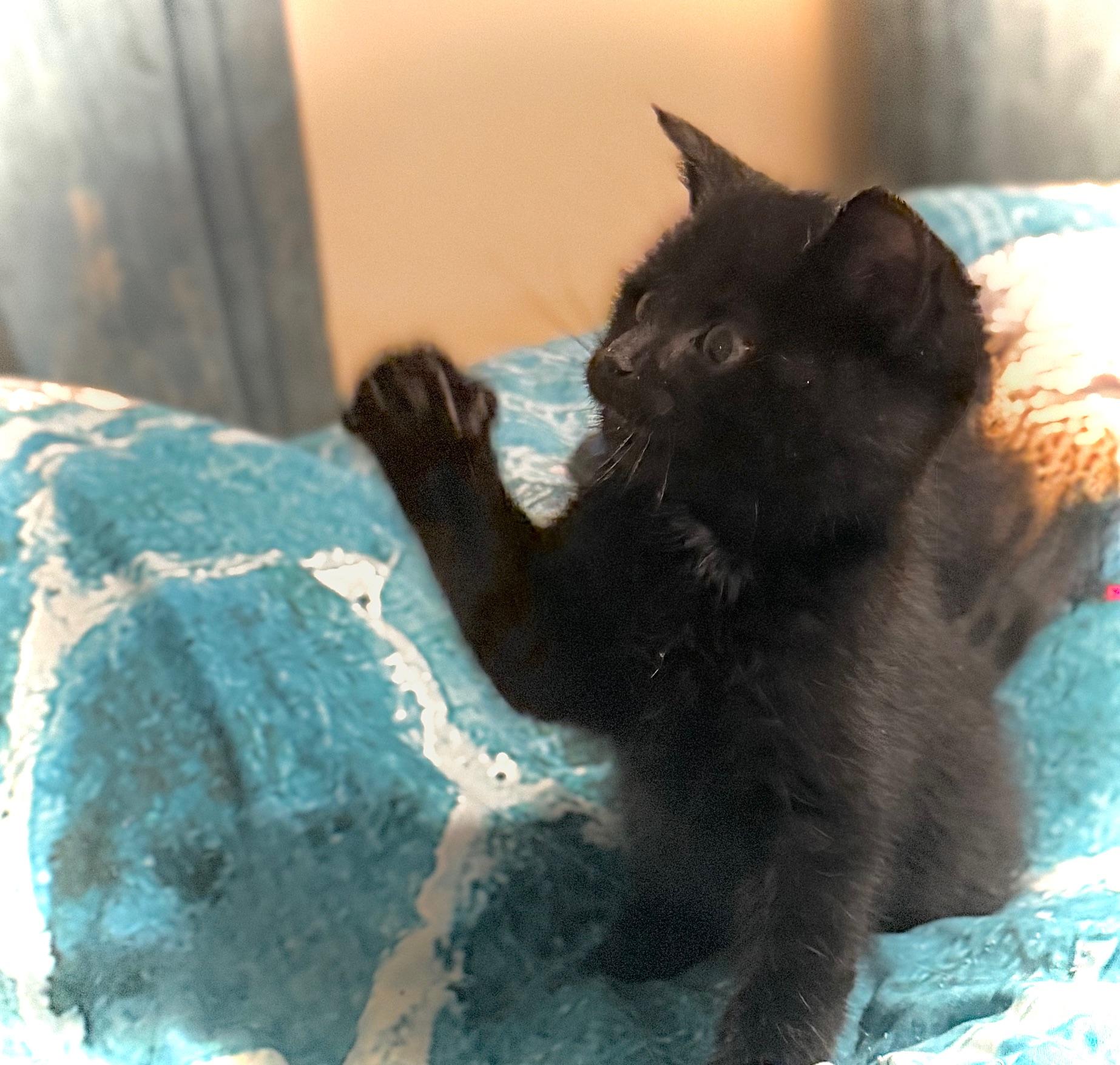 Raja , ADOPTABLE, Kitten Male Domestic Short Hair.