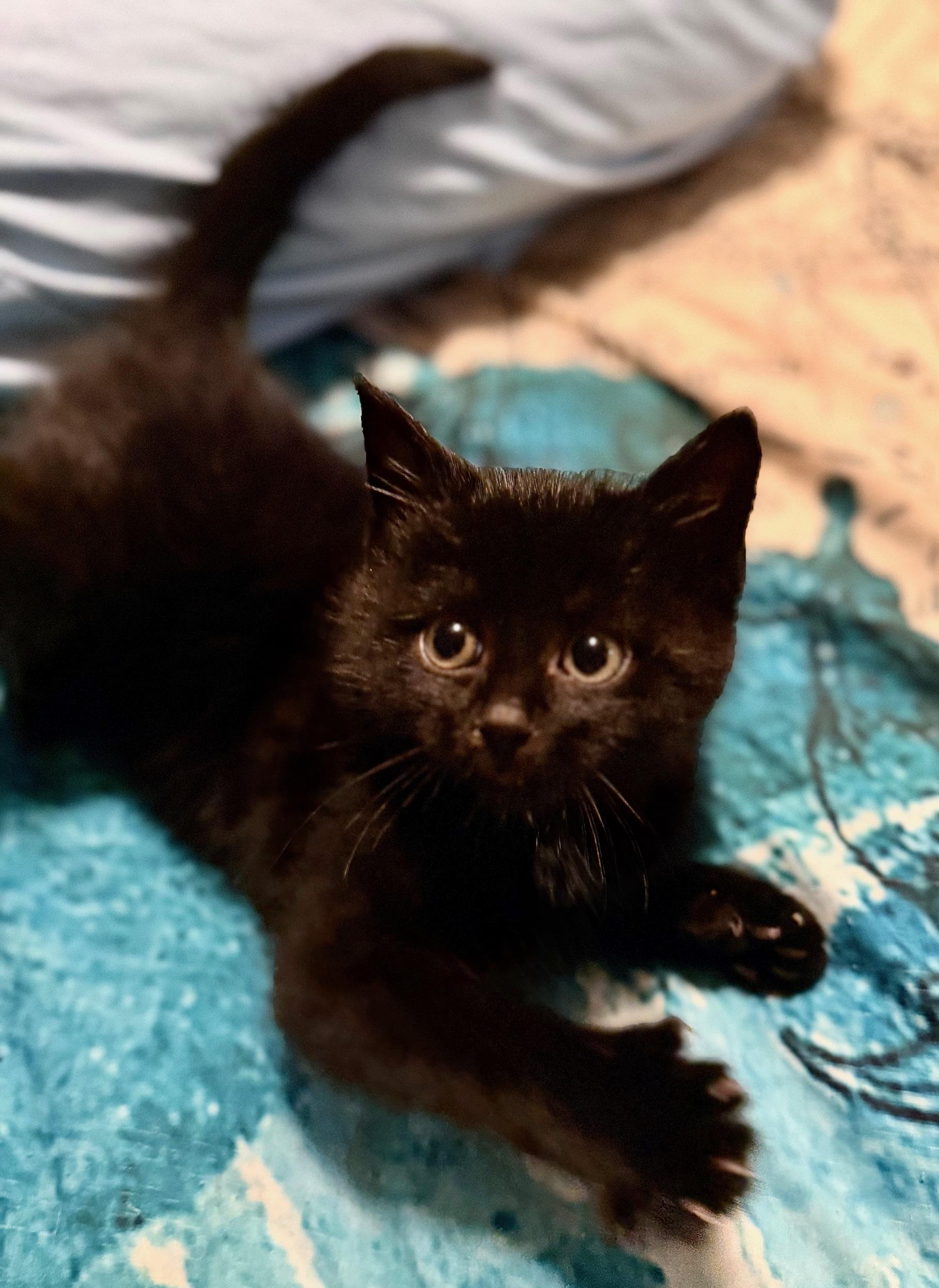 Raja , a ADOPTABLE Domestic Short Hair in Ottawa, ON image 2/5