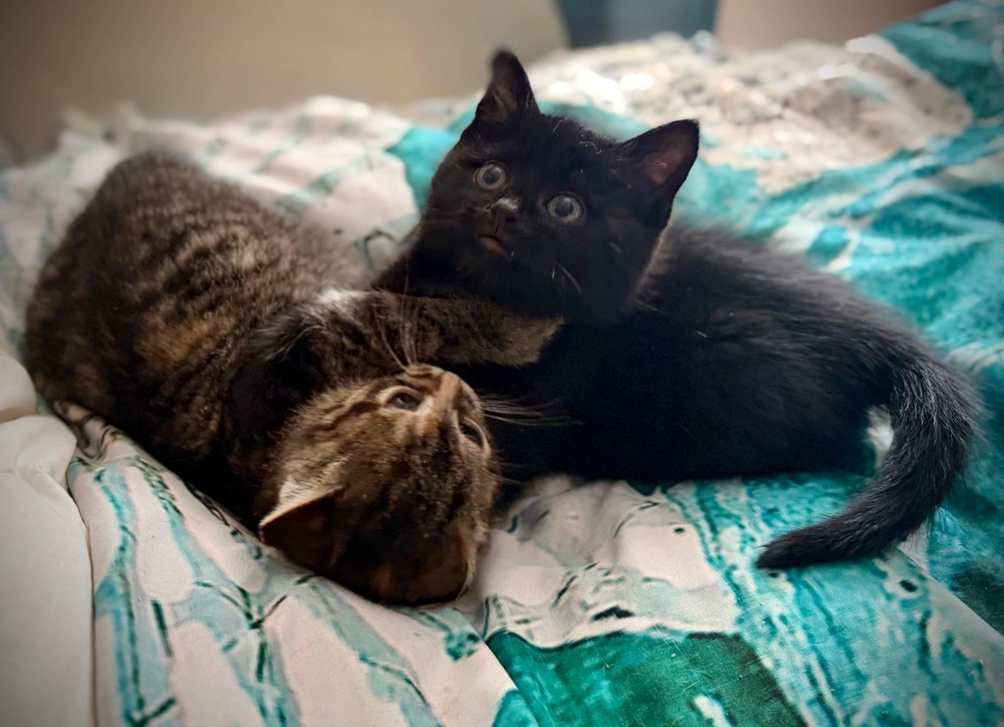 Raja , a ADOPTABLE Domestic Short Hair in Ottawa, ON image 4/5