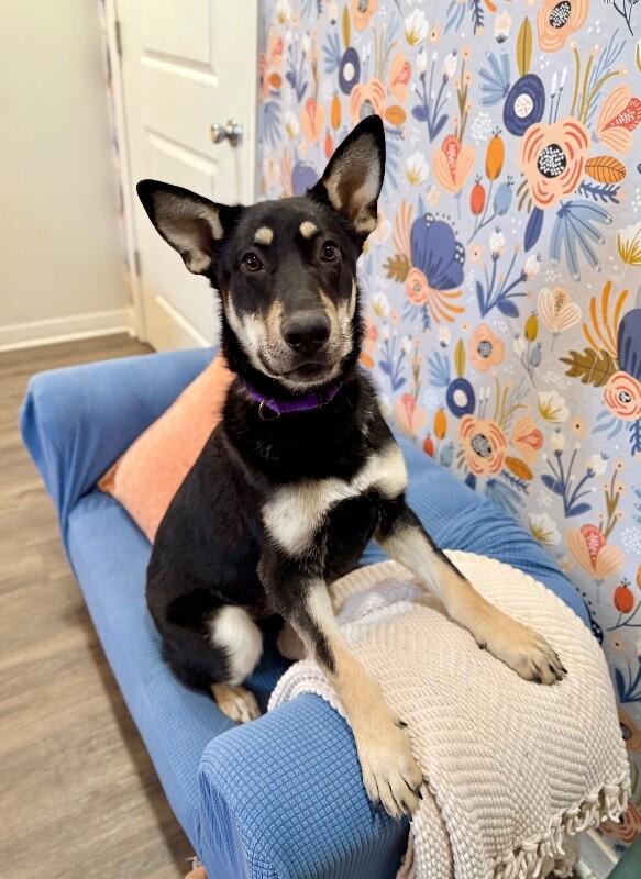 Lentil Lou The Loving Little Shepherd — thumbnail 3